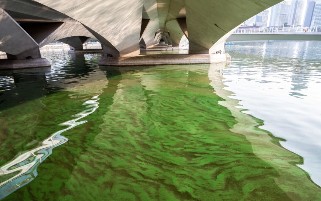 water under bridge with green growth in it