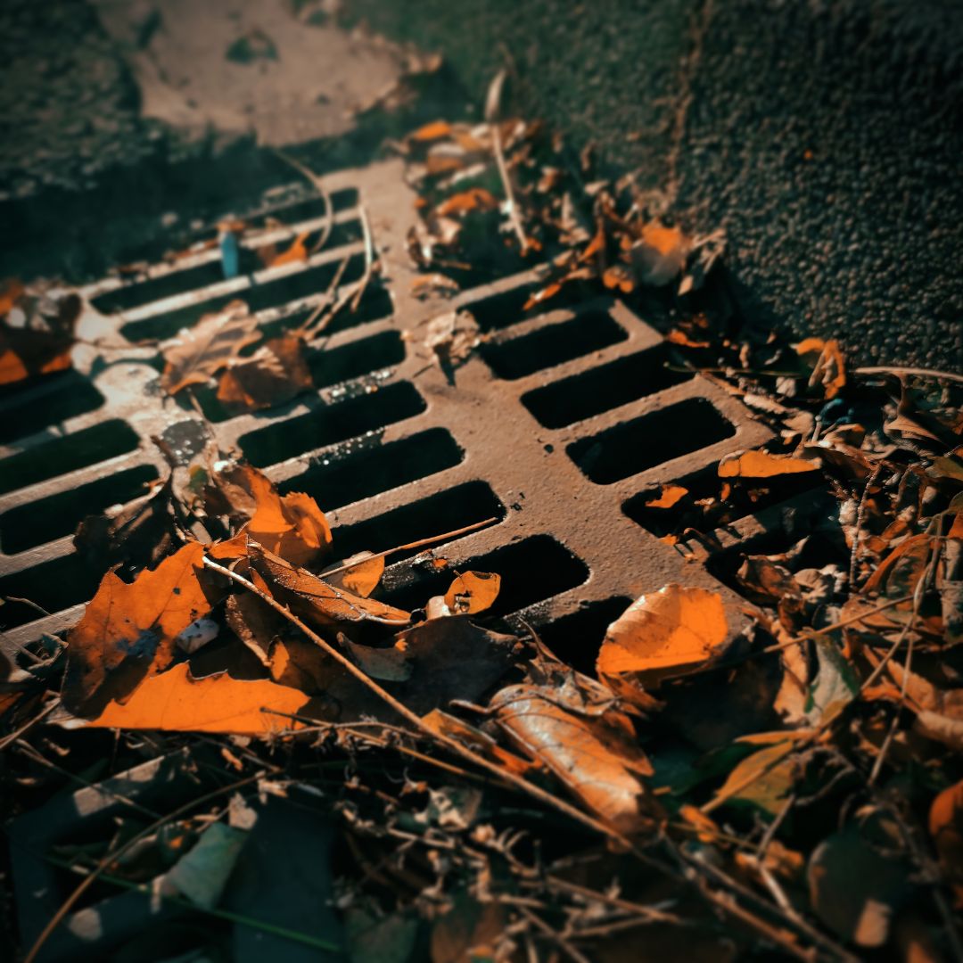 storm drain with leaves on it 